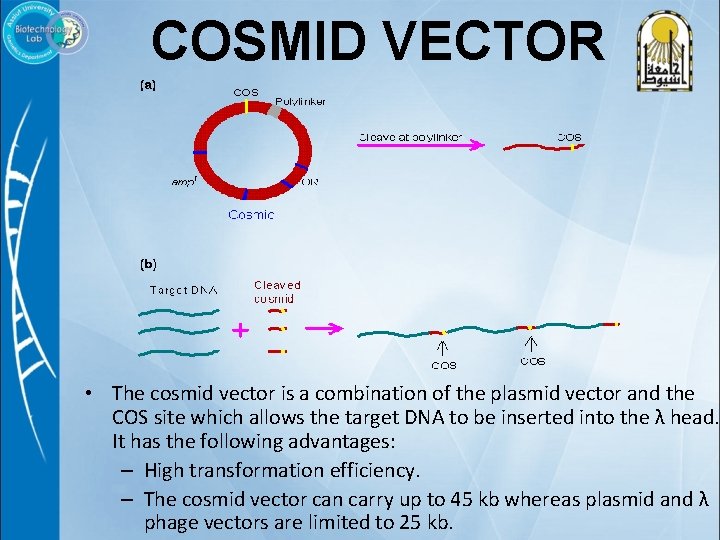 COSMID VECTOR • The cosmid vector is a combination of the plasmid vector and