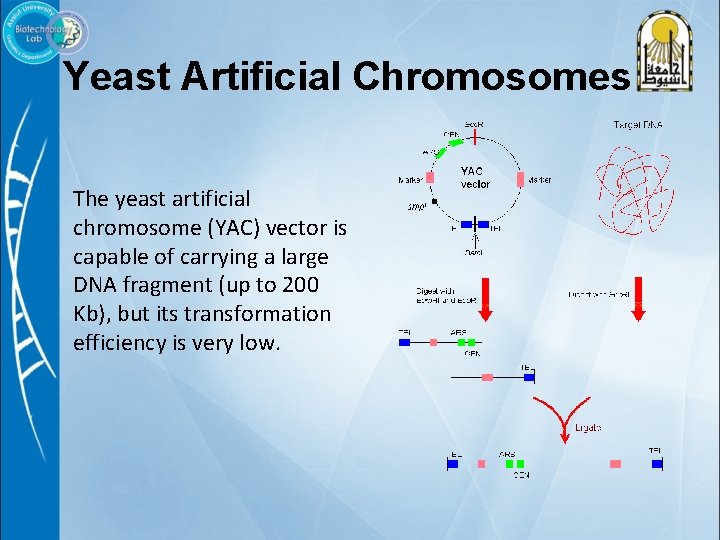 Yeast Artificial Chromosomes The yeast artificial chromosome (YAC) vector is capable of carrying a