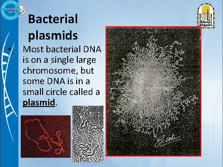  • Bacterial plasmids Most bacterial DNA is on a single large chromosome, but