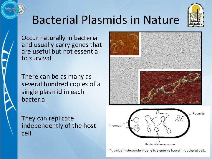 Bacterial Plasmids in Nature Occur naturally in bacteria and usually carry genes that are