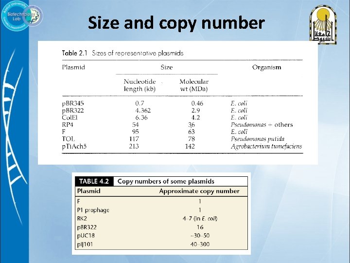 Size and copy number 