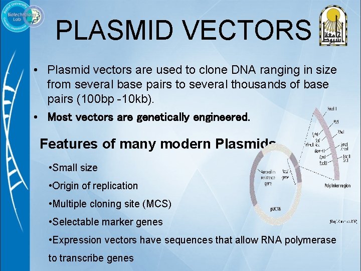 PLASMID VECTORS • Plasmid vectors are used to clone DNA ranging in size from