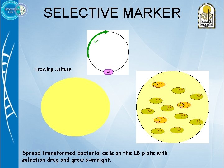 SELECTIVE MARKER Growing Culture Spread transformed bacterial cells on the LB plate with selection