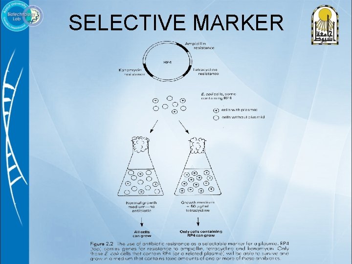 SELECTIVE MARKER 