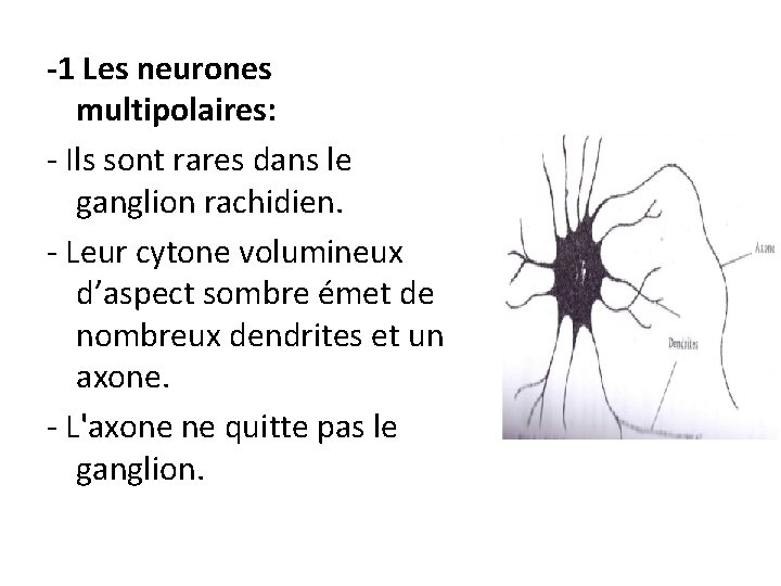 -1 Les neurones multipolaires: - Ils sont rares dans le ganglion rachidien. - Leur