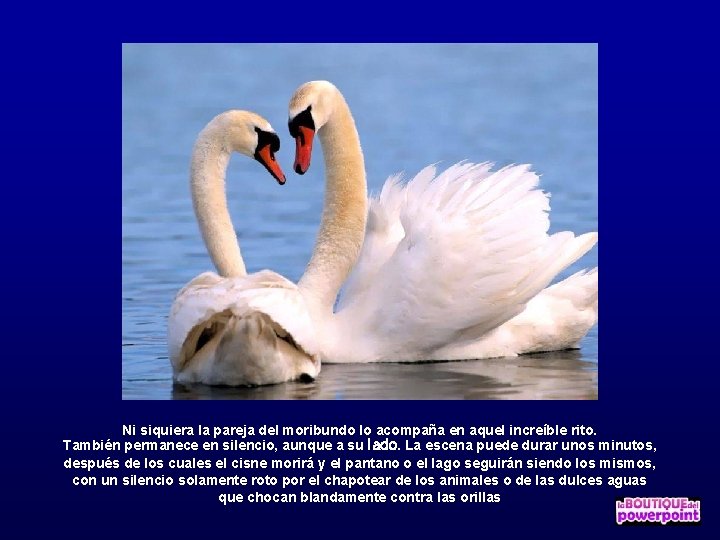 Ni siquiera la pareja del moribundo lo acompaña en aquel increíble rito. También permanece