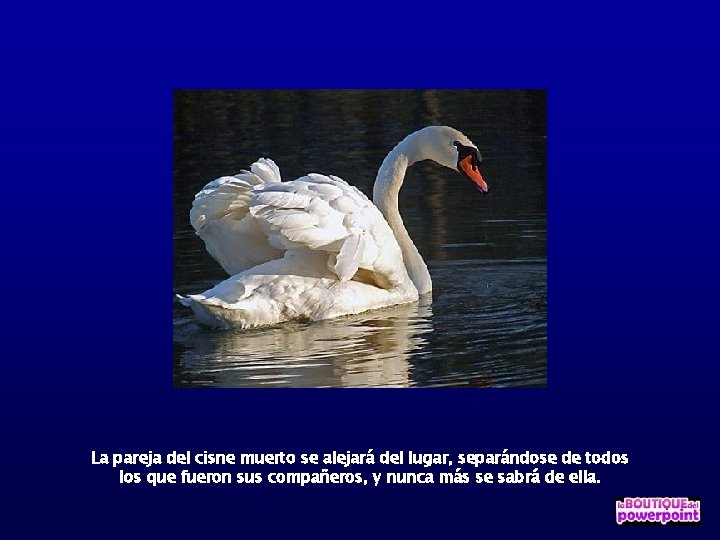 La pareja del cisne muerto se alejará del lugar, separándose de todos los que
