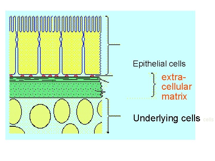 Epithelial cells extracellular matrix Underlying cells 