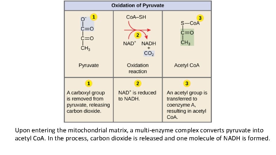 Plant Respiration Respiration is a process in living