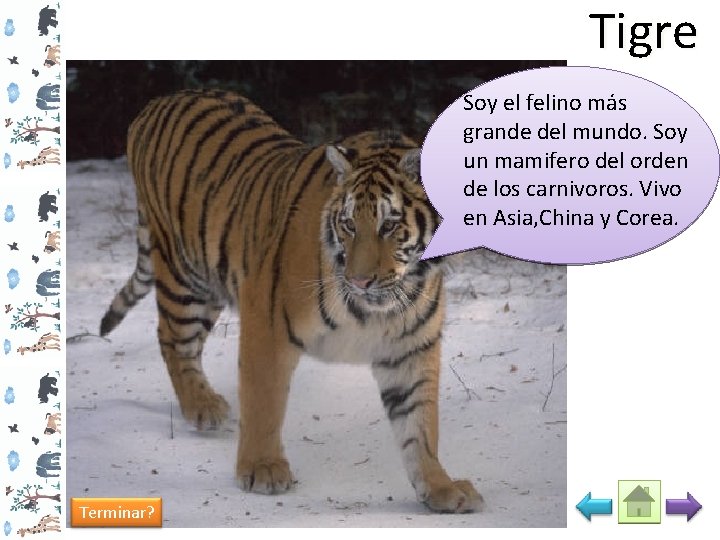 Tigre Soy el felino más grande del mundo. Soy un mamifero del orden de