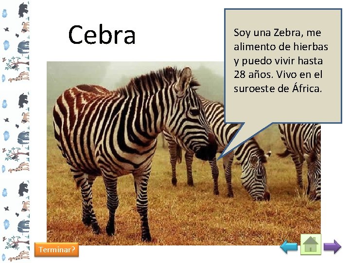 Cebra Terminar? Soy una Zebra, me alimento de hierbas y puedo vivir hasta 28