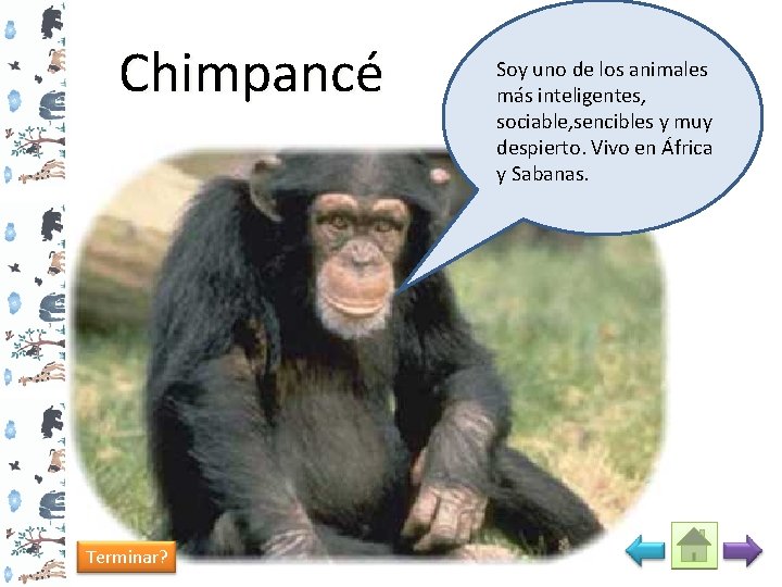 Chimpancé Terminar? Soy uno de los animales más inteligentes, sociable, sencibles y muy despierto.