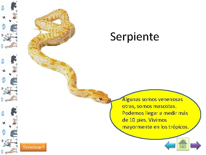 Serpiente Algunas somos venenosas otras, somos mascotas. Podemos llegar a medir más de 10