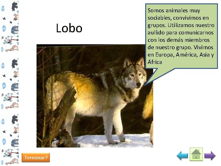 Lobo Terminar? Somos animales muy sociables, convivimos en grupos. Utilizamos nuestro aullido para comunicarnos