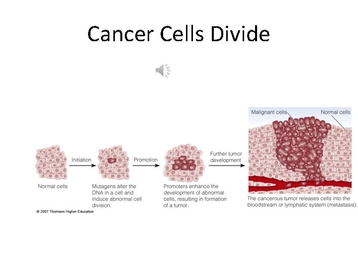 Cancer Cells Divide 