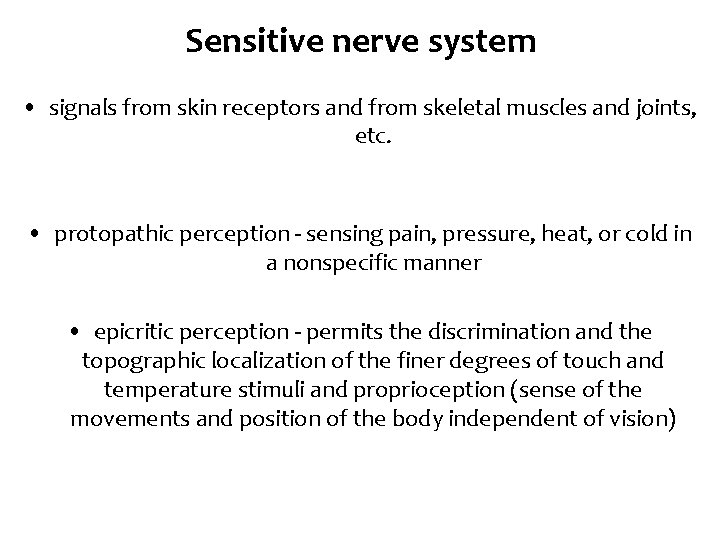 Sensitive nerve system • signals from skin receptors and from skeletal muscles and joints,