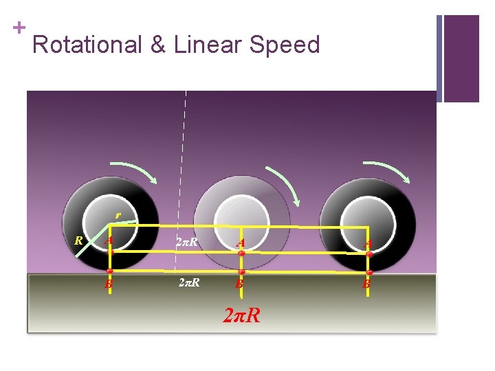 + Rotational & Linear Speed r R A 2πR A A B 2πR B