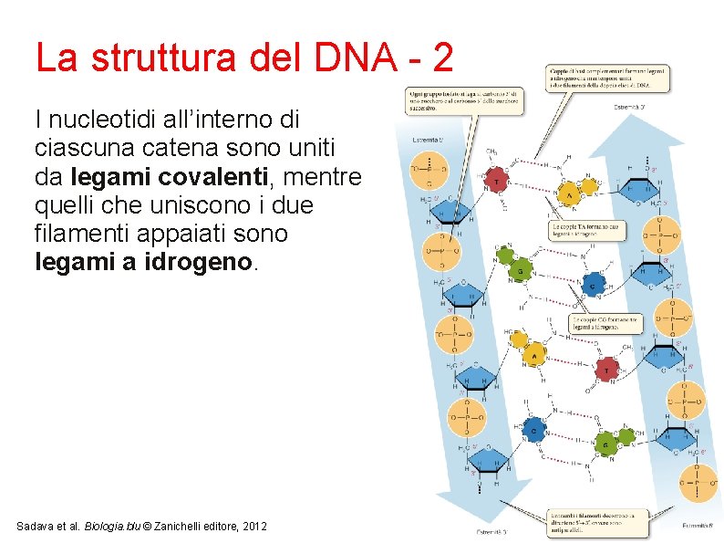 La struttura del DNA - 2 I nucleotidi all’interno di ciascuna catena sono uniti