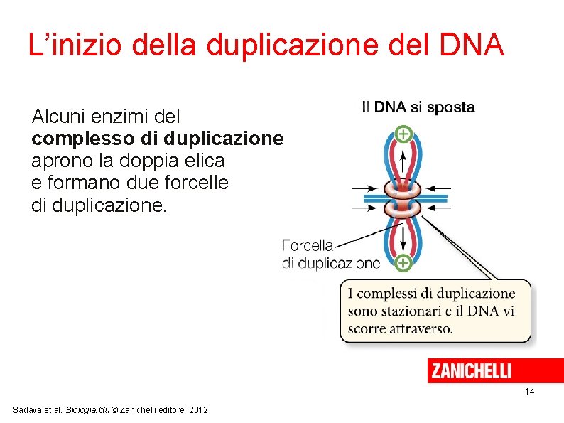 L’inizio della duplicazione del DNA Alcuni enzimi del complesso di duplicazione aprono la doppia