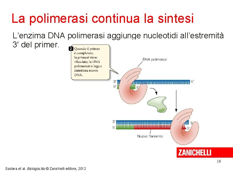 La polimerasi continua la sintesi L’enzima DNA polimerasi aggiunge nucleotidi all’estremità 3' del primer.