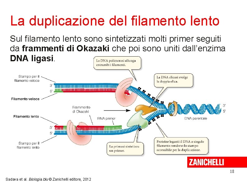 La duplicazione del filamento lento Sul filamento lento sono sintetizzati molti primer seguiti da