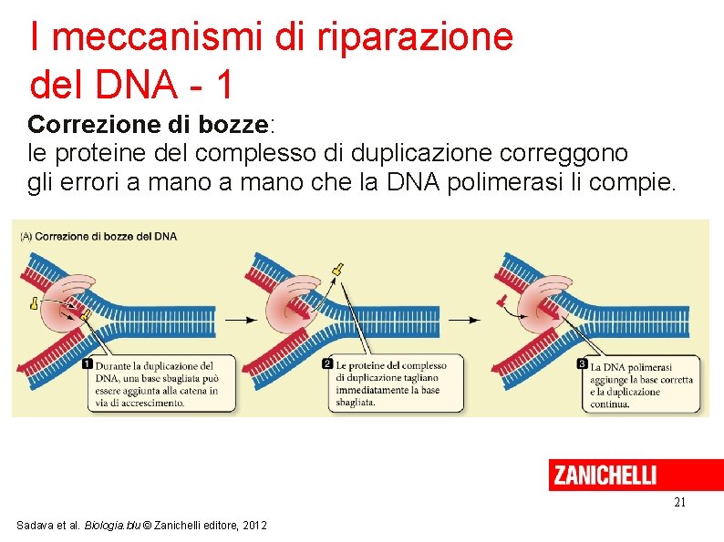 I meccanismi di riparazione del DNA - 1 Correzione di bozze: le proteine del I meccanismi di riparazione del DNA - 1 Correzione di bozze: le proteine del
