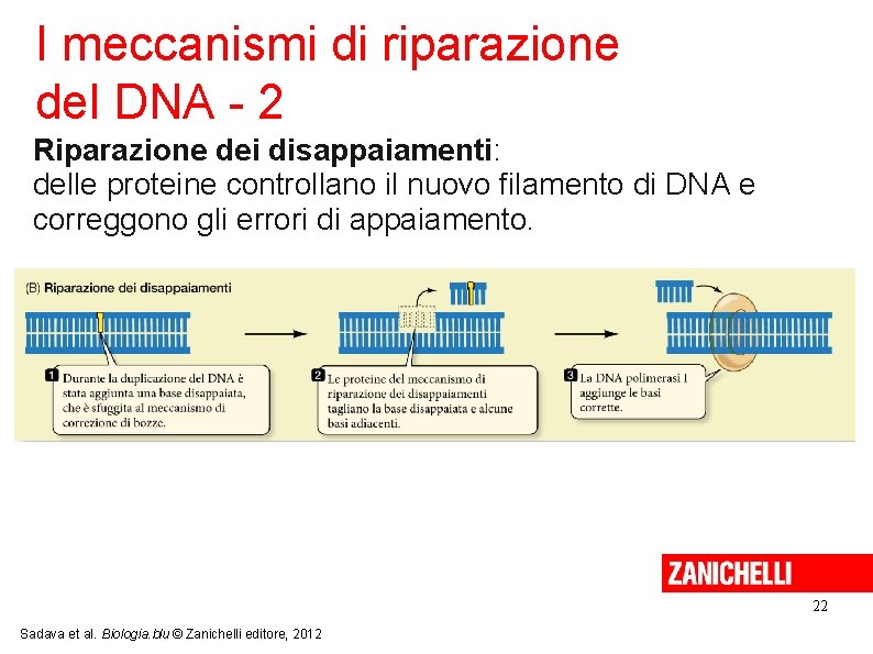 I meccanismi di riparazione del DNA - 2 Riparazione dei disappaiamenti: delle proteine controllano