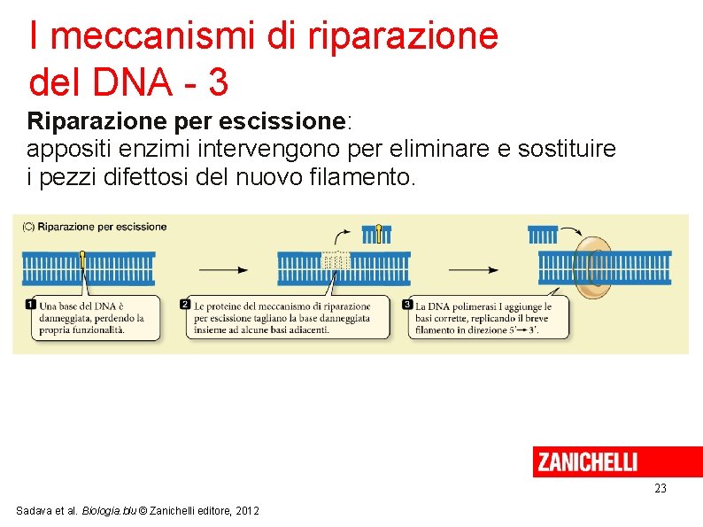 I meccanismi di riparazione del DNA - 3 Riparazione per escissione: appositi enzimi intervengono