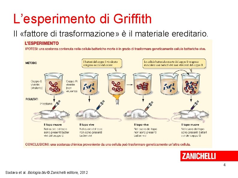 L’esperimento di Griffith Il «fattore di trasformazione» è il materiale ereditario. 4 Sadava et