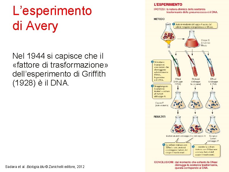 L’esperimento di Avery Nel 1944 si capisce che il «fattore di trasformazione» dell’esperimento di L’esperimento di Avery Nel 1944 si capisce che il «fattore di trasformazione» dell’esperimento di