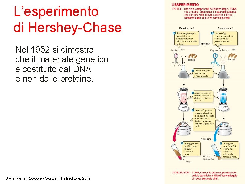L’esperimento di Hershey-Chase Nel 1952 si dimostra che il materiale genetico è costituito dal L’esperimento di Hershey-Chase Nel 1952 si dimostra che il materiale genetico è costituito dal