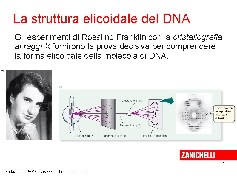 La struttura elicoidale del DNA Gli esperimenti di Rosalind Franklin con la cristallografia ai La struttura elicoidale del DNA Gli esperimenti di Rosalind Franklin con la cristallografia ai