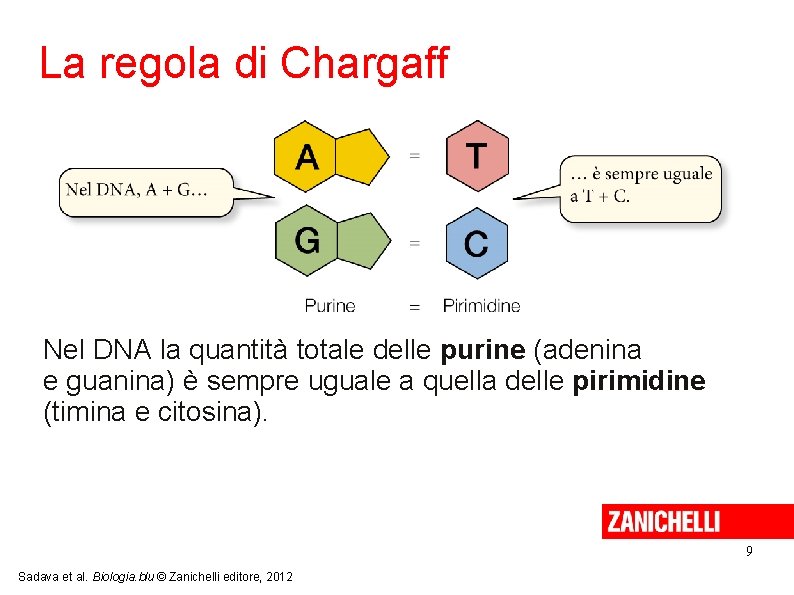 La regola di Chargaff Nel DNA la quantità totale delle purine (adenina e guanina) La regola di Chargaff Nel DNA la quantità totale delle purine (adenina e guanina)