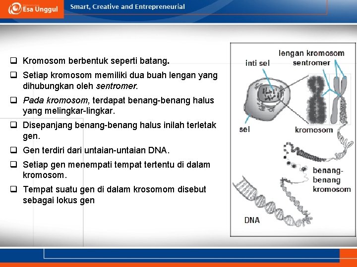 Di dalam kromosom, gen menempati tempat-tempat tertentu yang disebut