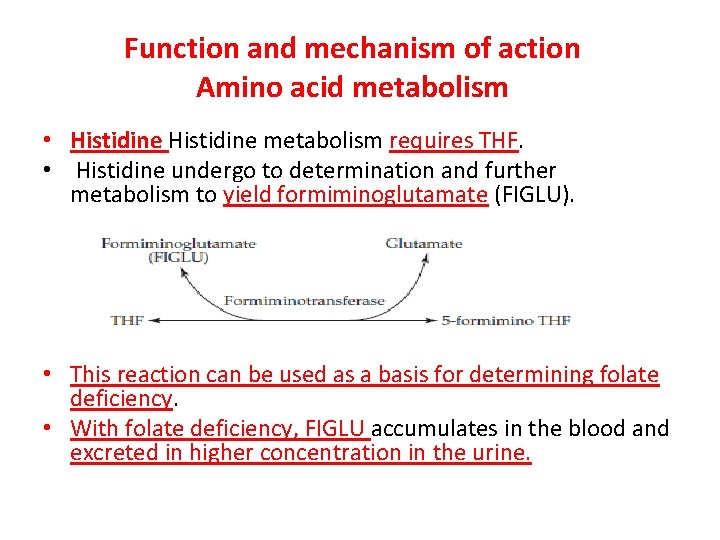 Function and mechanism of action Amino acid metabolism • Histidine metabolism requires THF. •