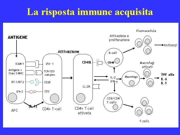 La risposta immune acquisita Plasmacellule Attivazione e proliferazione ANTIGENE Anticorpi Attivazione ICAM-1 LFA- 1