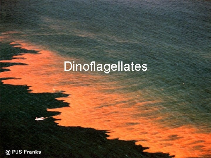 Dinoflagellates 
