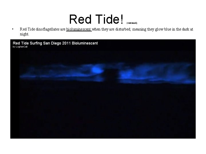 Red Tide! • (continued) Red Tide dinoflagellates are bioluminescent when they are disturbed; meaning