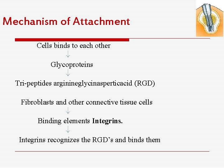 Mechanism of Attachment Cells binds to each other Glycoproteins Tri-peptides arginineglycinasperticacid (RGD) Fibroblasts and
