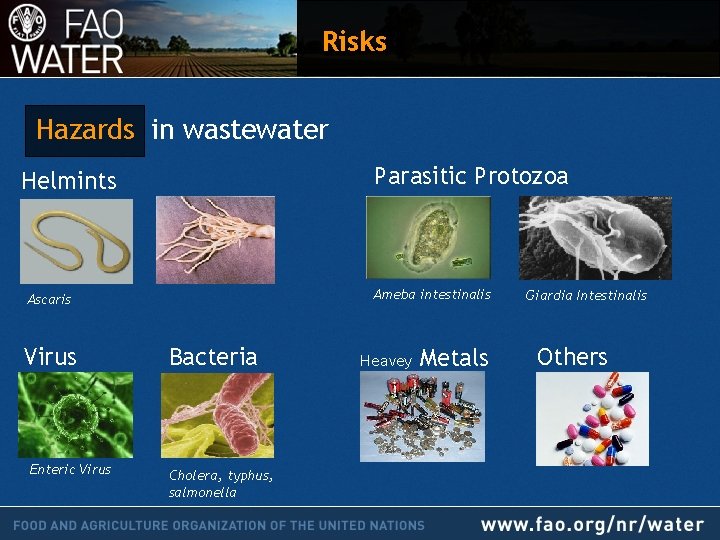 Risks Hazards in wastewater Parasitic Protozoa Helmints Ameba intestinalis Ascaris Virus Enteric Virus Bacteria