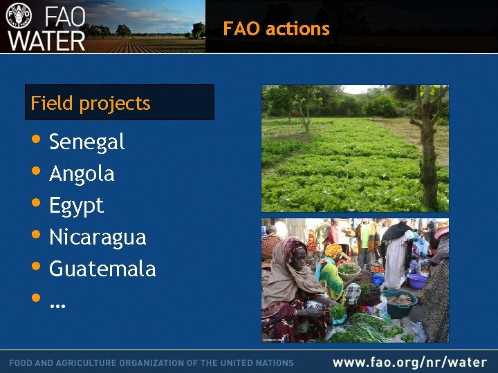 FAO actions Field projects • Senegal • Angola • Egypt • Nicaragua • Guatemala