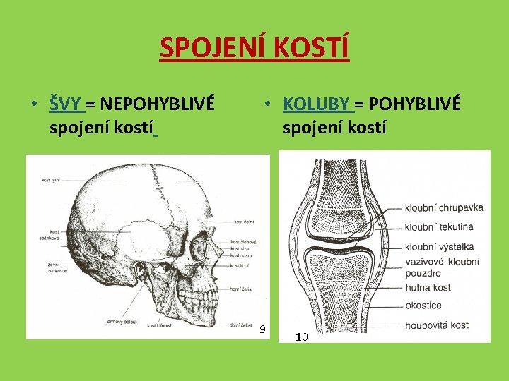 SPOJENÍ KOSTÍ • ŠVY = NEPOHYBLIVÉ spojení kostí • KOLUBY = POHYBLIVÉ spojení kostí
