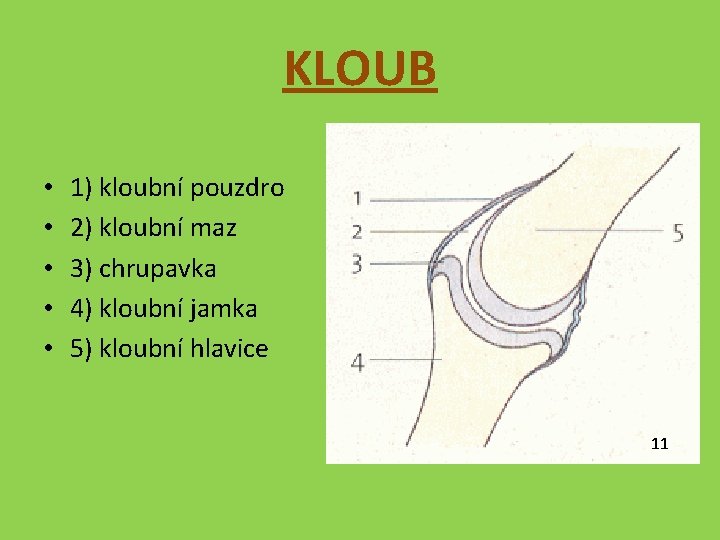 KLOUB • • • 1) kloubní pouzdro 2) kloubní maz 3) chrupavka 4) kloubní