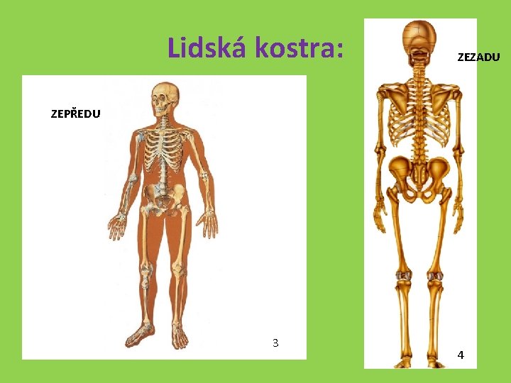 Lidská kostra: ZEZADU ZEPŘEDU 3 4 