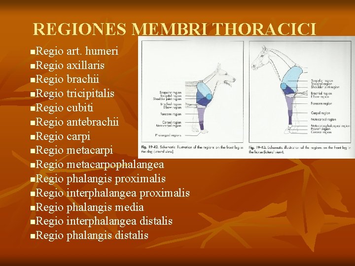 REGIONES MEMBRI THORACICI Regio art. humeri n. Regio axillaris n. Regio brachii n. Regio