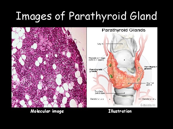 Images of Parathyroid Gland Molecular image Illustration 