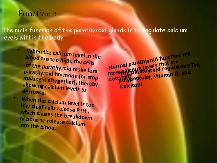 Function : The main function of the parathyroid glands is to regulate calcium levels