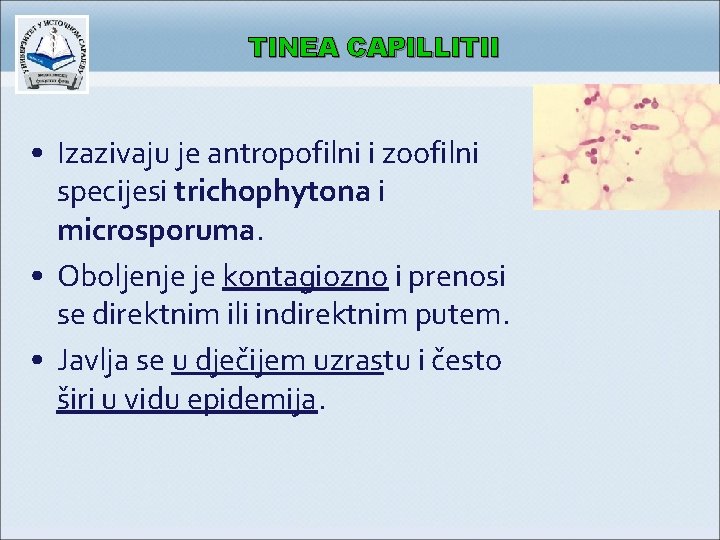 TINEA CAPILLITII • Izazivaju je antropofilni i zoofilni specijesi trichophytona i microsporuma. • Oboljenje