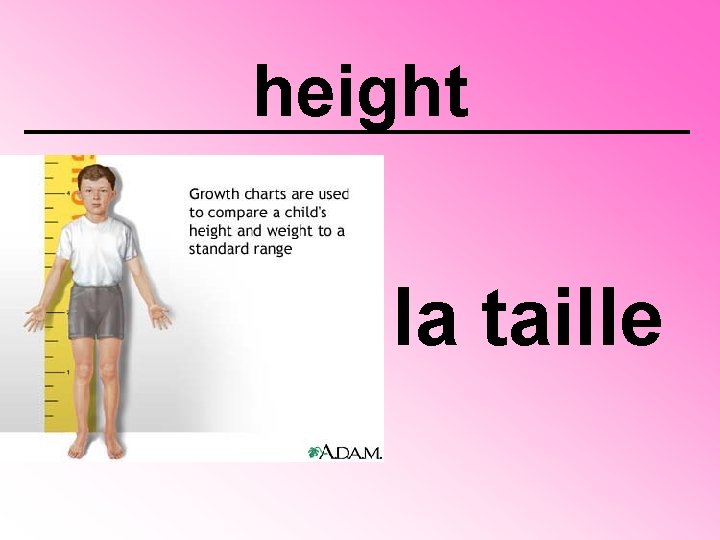height la taille 