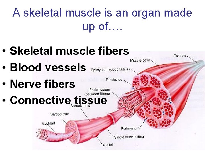 A skeletal muscle is an organ made up of…. • • Skeletal muscle fibers A skeletal muscle is an organ made up of…. • • Skeletal muscle fibers